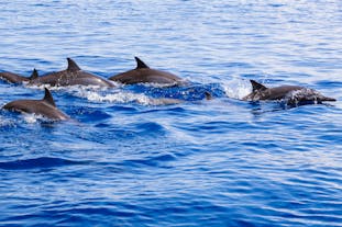 Bais Dolphin Watching and Manjuyod Sandbar Tour with Lunch & Transfers from Dumaguete City