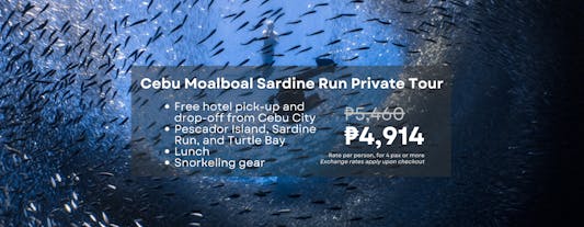 Cebu Moalboal Sardine Run, Pescador Island & Turtle Bay Tour with Lunch & Transfers from Cebu City