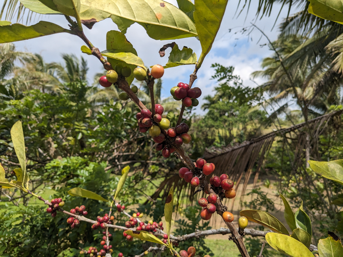 Coffee Farm Tour at Amadeo Cavite Near Manila & Tagaytay with Live ...