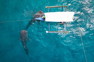 薄荷岛里拉鲸鲨观赏私人之旅 | 含从邦劳或塔格比拉朗出发的接送服务