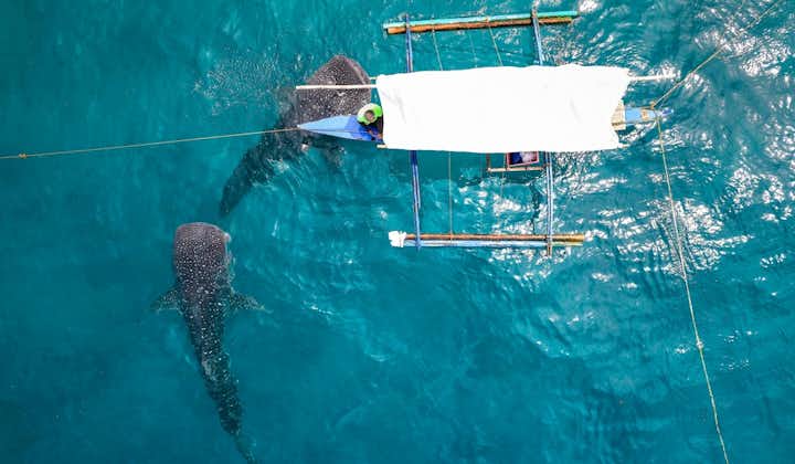 薄荷岛里拉鲸鲨观赏私人之旅 | 含从邦劳或塔格比拉朗出发的接送服务