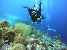 Cebu Bantayan Island 2-Hour Fun Dive with Divemaster Assistance, Gear & Boat Transfers