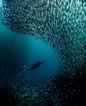 See the sardine run in Moalboal
