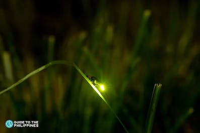 See fireflies in Puerto Princesa