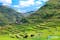 Banaue Rice Terraces